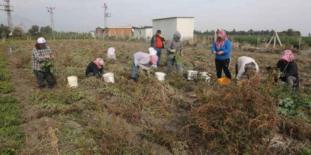 Kuraklık rekolteyi yarı yarıya düşürdü! Hasat yine de umutla başladı: Tarlada 60, markette 120 TL’ye satılıyor 2